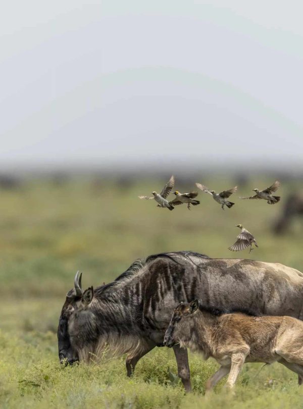 Ndutu Calving Season