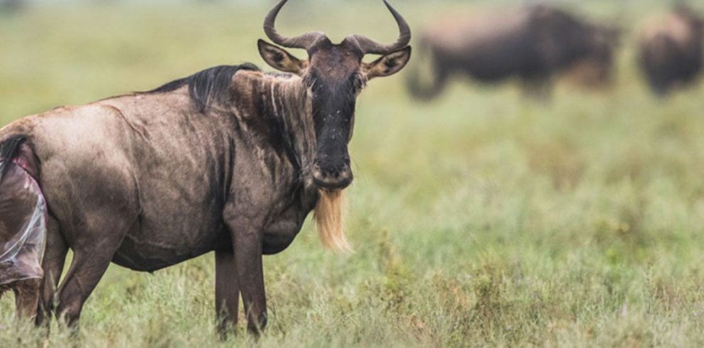 9-Day-Serengeti-Calving-season