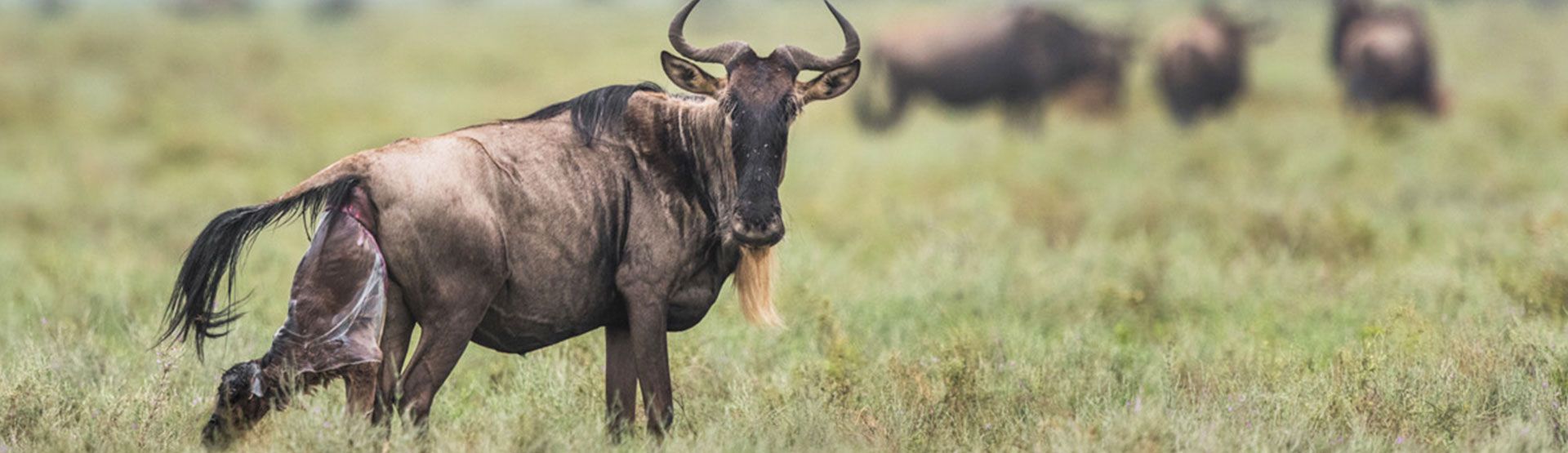 9-Day-Serengeti-Calving-season